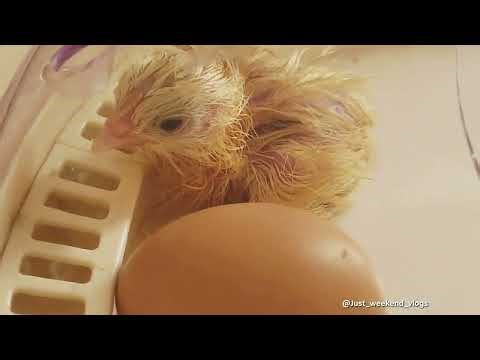 Hatching Chicks In Incubator | Hatching Chicken Eggs | Baby Chicks