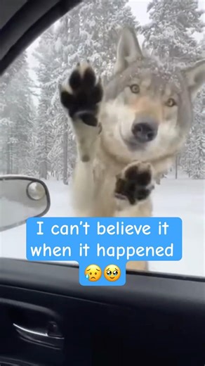 I still can’t believe this actually happened 🥹😭🐺 #rescue #wholesome #wolf #mother #puppy