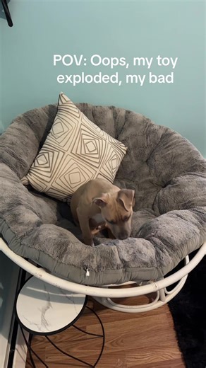 I came out to a toy muder seen! That shark toy didn’t last very long 😅 #pitbullsoftiktok #toydestroyer #fyp #relatablevideos