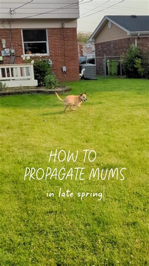 Cómo propagar madreselvas a partir de esquejes