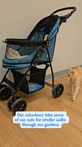 2.4K views · 159 reactions | The cats here at Tabby's Place get lots of options for enrichment: interactive toys, solariums to enjoy the outdoors safely, and stroller walks! Not all of our cats enjoy stroller walks, and we prioritize cats who don't live in a room with solarium access. But when the cats in the know see the strollers, they get excited! | Tabby's Place: a Cat Sanctuary | Facebook