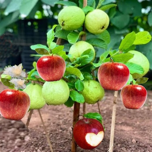 Great Tip for Growing Guava with apple in Small Pots from cutting for beginner | Tree Garden