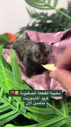 قرد مارموزيت للبيع في السعودية - حيوان أليف لطيف