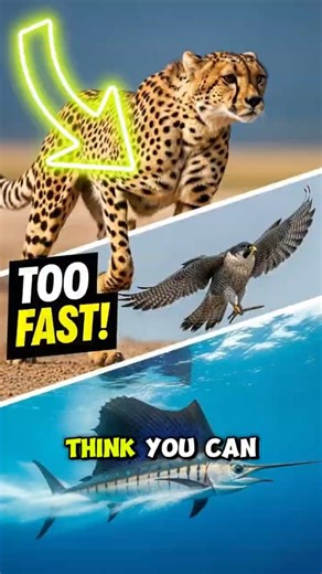 Top 3 Fastest Predators You Can’t Escape! 🐆🦅🐟