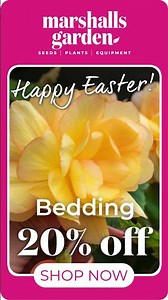 20% Off Bedding Plants – Summer Garden Colour Starts Here 🌸
