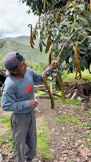 Increíble como carga el pacay 🌳🫛 | Ronald RC