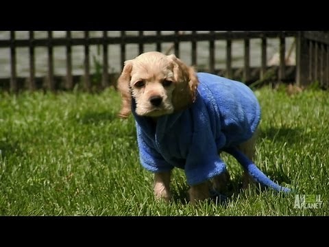 Cocker Spaniels Sprinkler Time | Too Cute!