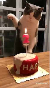39K views · 2.4K reactions | Adorable cat's birthday  | Cats Charm | Facebook