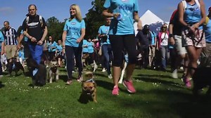 22K views · 339 reactions | Dogs of Leeds. Time to feel the wind in your fur and slobber on your face. | RSPCA (England & Wales) | Facebook