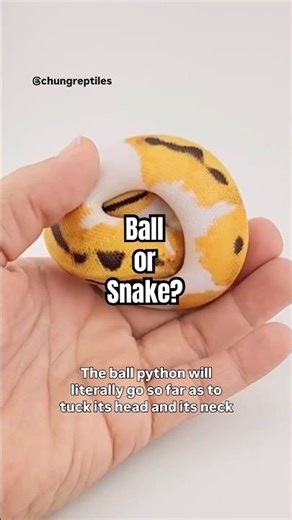 Why do snakes roll into a ball? Ball python defense mechanism.