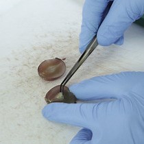 Video: The Terroir Concept Interpreted through Grape Berry Metabolomics and Transcriptomics