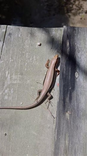 일본 도마뱀 관찰🦎종류가 뭘까용 #일본 #여행 #도마뱀 #관찰 #취미 #관심