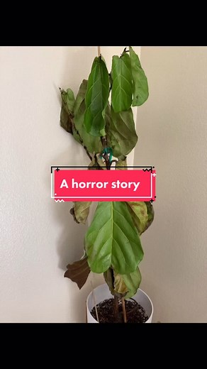 alixx_in_the_house on TikTok