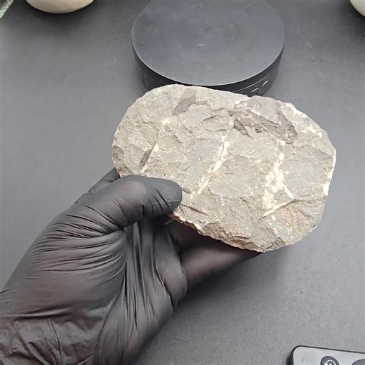 Natural Trilobite Fossil Plate — Ancient Specimen - Etsy