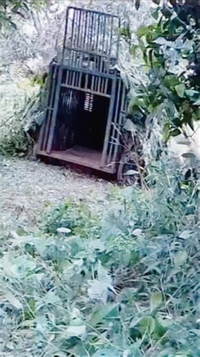 तेंदुआ आखिर पकड़ा गया 😱