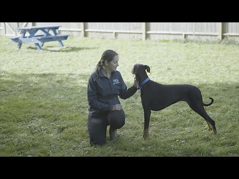 How To Approach a Dog | The Battersea Way