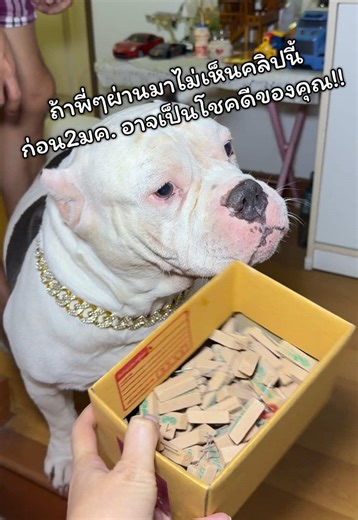 พี่พี่เอฟซีขอมาบอกให้พลูโตขอเลขที่กุมาร พลูโตจัดให้แล้วนะ ขอให้เฮงเฮงปังปังรับปีใหม่นะครับ 🤭 ##แพลงต้อลพลูโตสตอรี่##ทาสหมาทาสแมว##เฮงๆรวยๆ