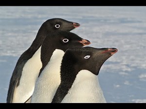 The curiosity of a Penguin 2: Same video different Angle