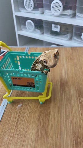 My cresties got a new bucartti 🏎️ #crested #crestedgecko #createdgeckooftiktok #gecko #geckosoftiktok #pet #peroftiktok #pov #fyp #cuties #bugatti #bucartti #bugattichallenge