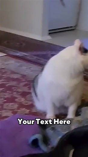 Funny Cat Meme Compilation