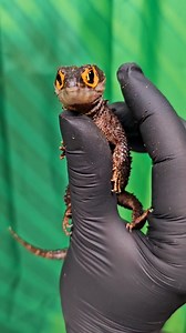 ❤️🔥❤️🔥❤️🔥❤️🔥❤️🔥❤️🔥❤️🔥❤️ How amazing is this real life dragon 🐉 With its bright red eyes and spikes it has a crocodile appearance and looks like it is out of a fairy tale 🐉 it is infact a stunning red eyed crocodile skink. A high humidity, low temperature nocturnal small skink that originates from the forests of south east Asia 🌏 | Lincoln reptile and pet centre ltd