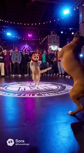 Cat and boxer dog have a breakdancing contest