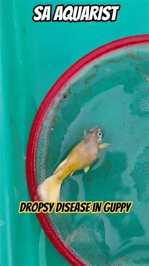 Guppy Fish Dropsy Treatment ⚠️ | Save Your Fish Before It’s Too Late! || SA AQUARIST