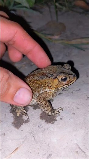 Toad is cold | Catch a cold toad | funny toads