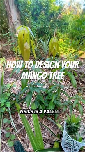 How to design your mango tree #mango #mangotree #pruning # #andrethefarmer #gardeningtips #mangos