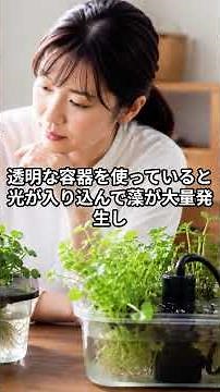 夏のクレソン水耕栽培が失敗する原因と水のよどみを減らす循環プランターDIY # #ベランダ菜園