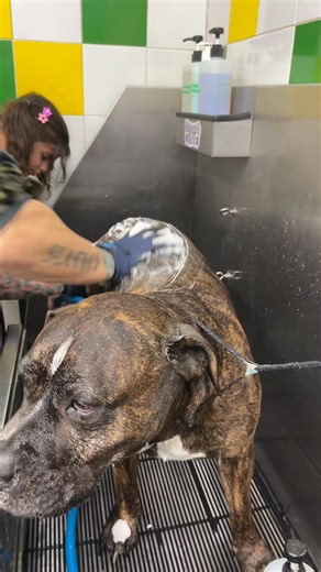 67K views · 2.2K reactions | #grumpy | R 23 | Facebook