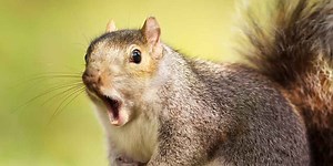 Do Squirrels Bite What You Need to Know