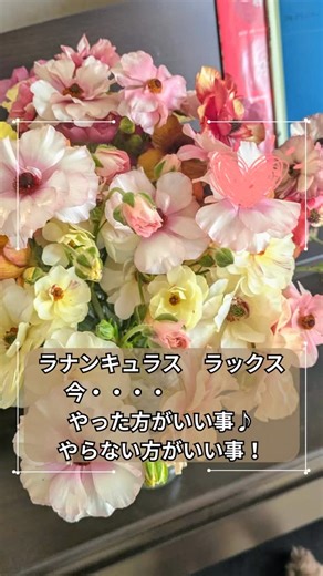 plants┃一級園芸装飾技能士 | ラナンキュラス ラックスの今の管理 春に向けて準備の大切な時期。 今のお世話で、3月からの花付きに影響します。 ❎やらないほうがいいこと 黄色くなった葉っぱ🍀は無理にとらない 今の葉っぱは「この時期専用の葉っぱ」 多少傷んだり黄色くなっても大丈夫🙆... | Instagram