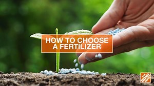 Best Fertilizer for Your Yard
