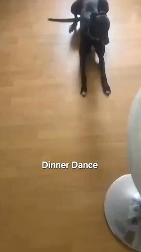 66K views · 1.6K reactions | Greyhound Racing on Reels | Facebook