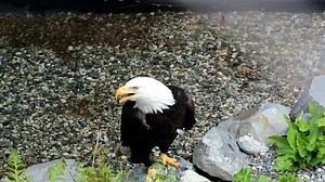237K views · 10K reactions | Titan, a Bald Eagle and Raptor-in-Residence here at the Alaska Raptor Center, showing off his vocalization skills! For such a powerful bird, the Bald Eagle has a surprisingly shrill sounding call, usually a series of high-pitched whistling or piping notes. Did you know Hollywood sound editors often dub over a Bald Eagle's call, with another bird's vocalization? The piercing, earthy screams of a Red-tailed Hawk. | Alaska Raptor Center | Facebook