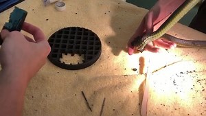 1.1K views · 72 reactions | This Green Tree Snake has been saved!! ...