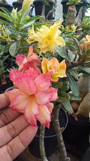 Adenium Grows Well 😍