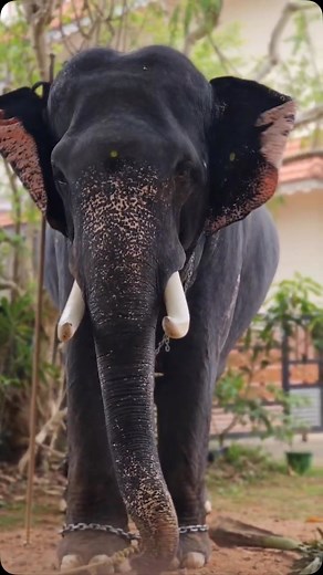 Babilu Cherthala on Reels
