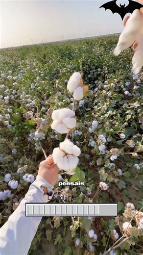 BatShorts | Comment pousse le coton ? 🌿 #Coton #Textile #Découverte Avant de devenir un t-shirt, le coton passe par plusieurs étapes : récolte,... | Instagram