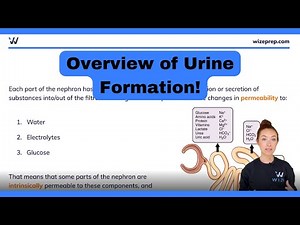 Overview of Urine Formation in the Kidneys | MCAT Biology Simplified | Master The MCAT With Wizeprep