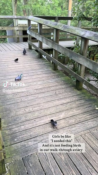 Explore Our Year-Round Walk-Through Aviary Experience