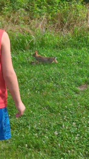 let's see how close you can get to this rabbit