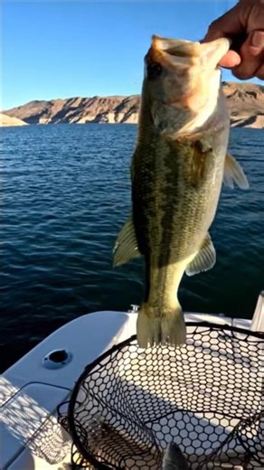 Lake Mead Bass..great day! #fishing #largemouthbass