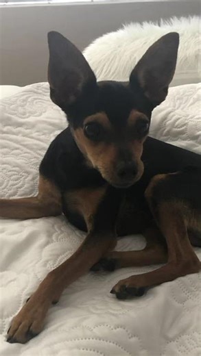 Guy the min pin#guyminpin#cutedog #dogs #minpin #miniaturepinscher #funnydogs#funny#shorts