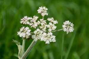 If You've Touched This Plant, Call Your Doctor Immediately, Experts Warn — Best Life