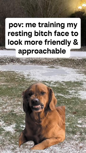 Funny Dog Memes Compilation to Brighten Your Day