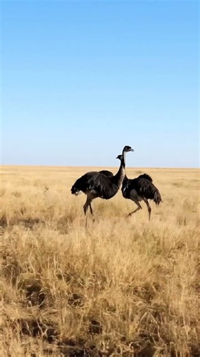 Two Ostriches Chasing Each Other Playfully Across the Open Plain. #ostriches #ostrich