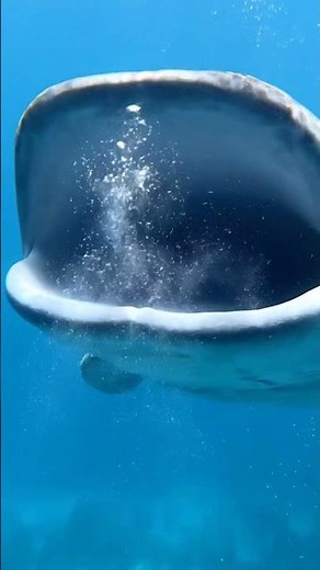 🌊 CINEMATIC SEA ANIMALS | Stunning Underwater Wildlife in Slow Motion