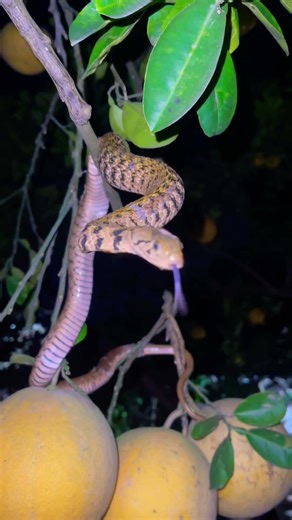 The mysterious story of snakes #snake #ularkasur #animals #ularbesar #shorts